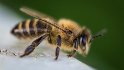 EcoHive inovacija menja pčelarstvo