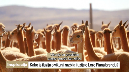 Kako je iluzija o vikunji razbila iluzije o Loro Piana brendu?